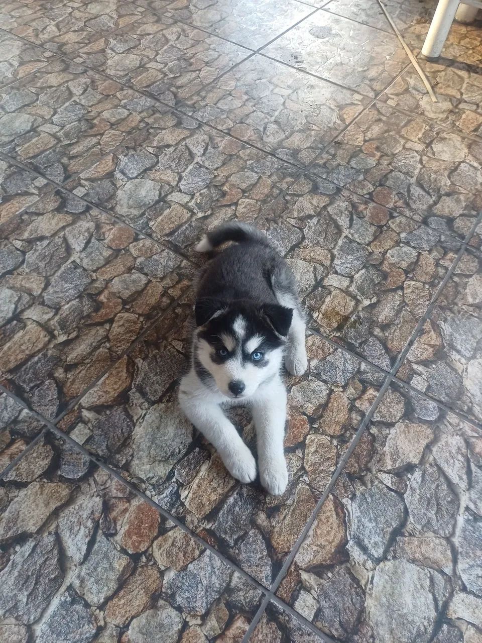 Husky siberiano  - Foto 5