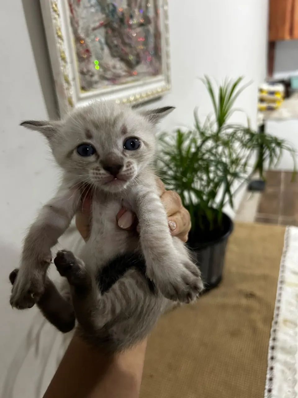 Gatos - Foto 3