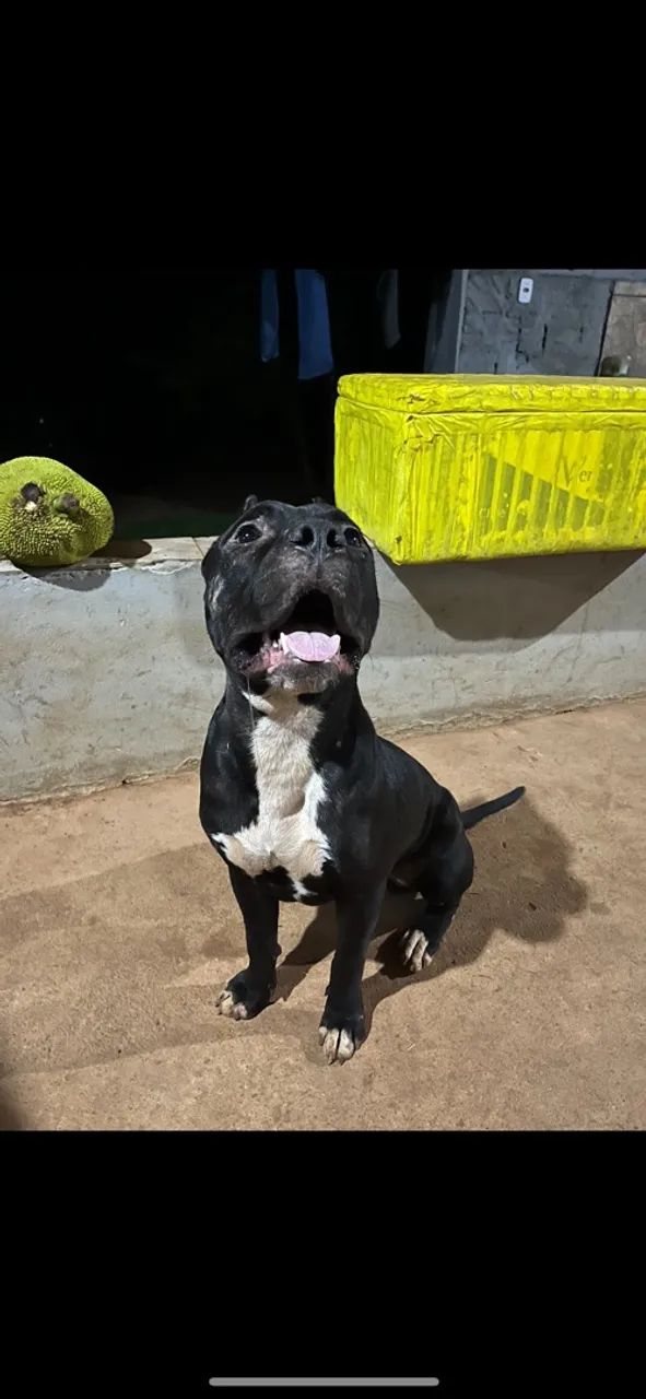 PIT BULL  - Foto 5