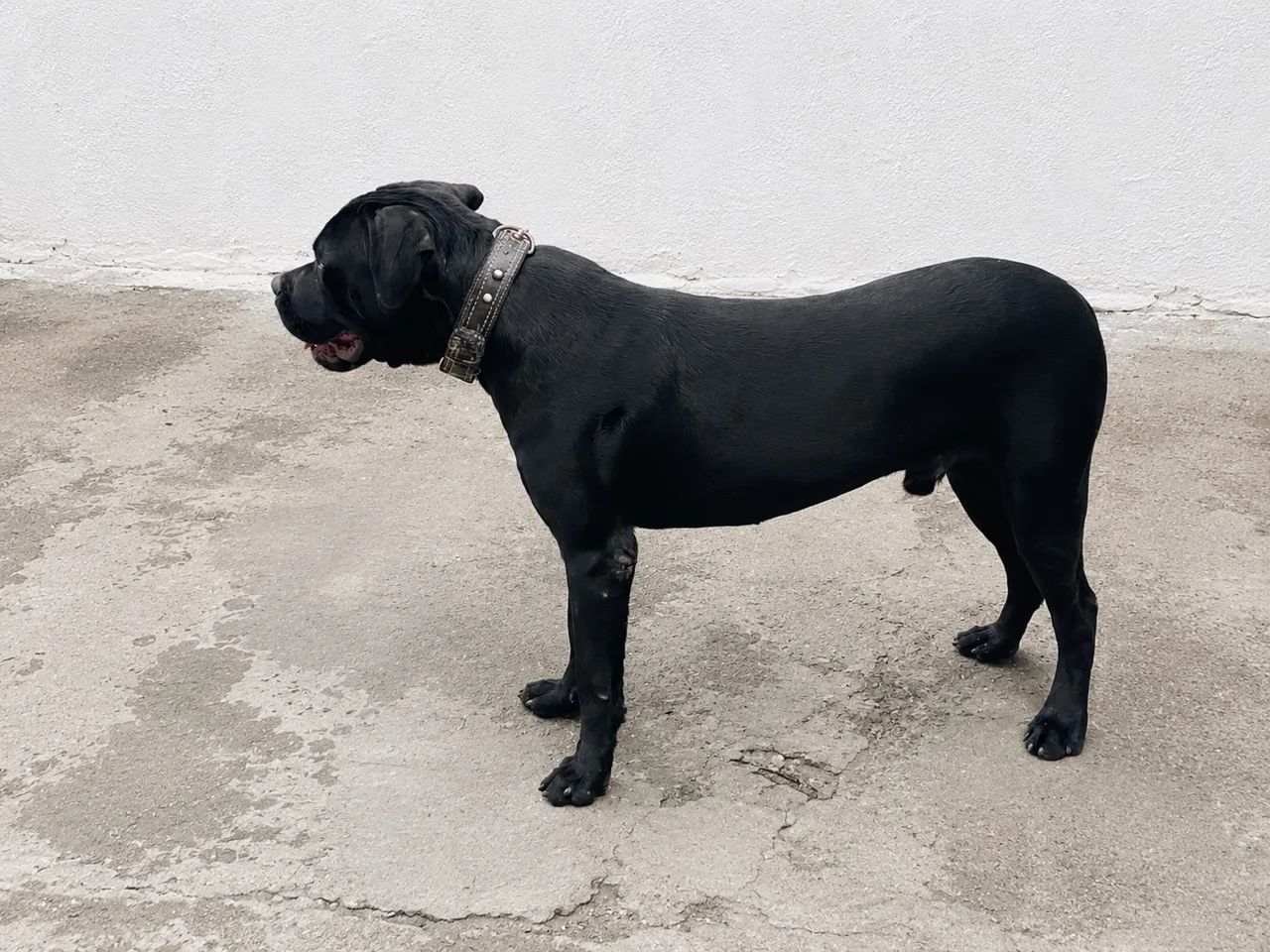 Venda de casal de Cane Corso - Foto 5