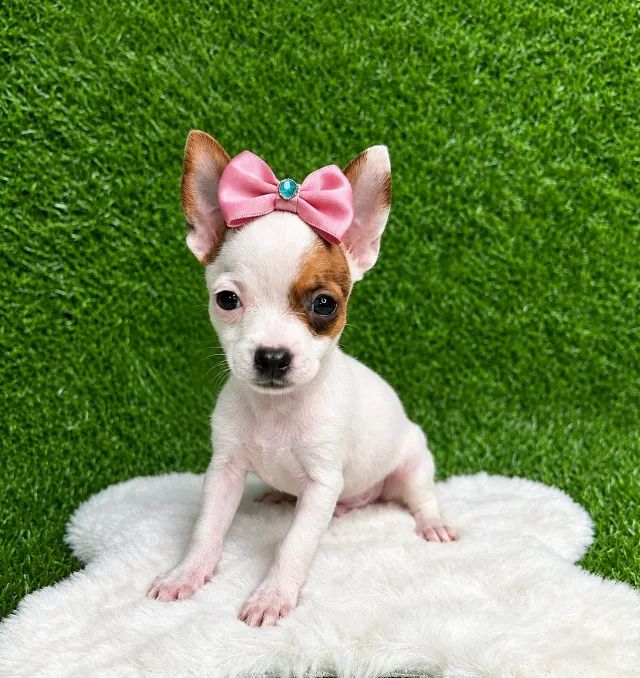 Pinscher Princesa Preço Especial