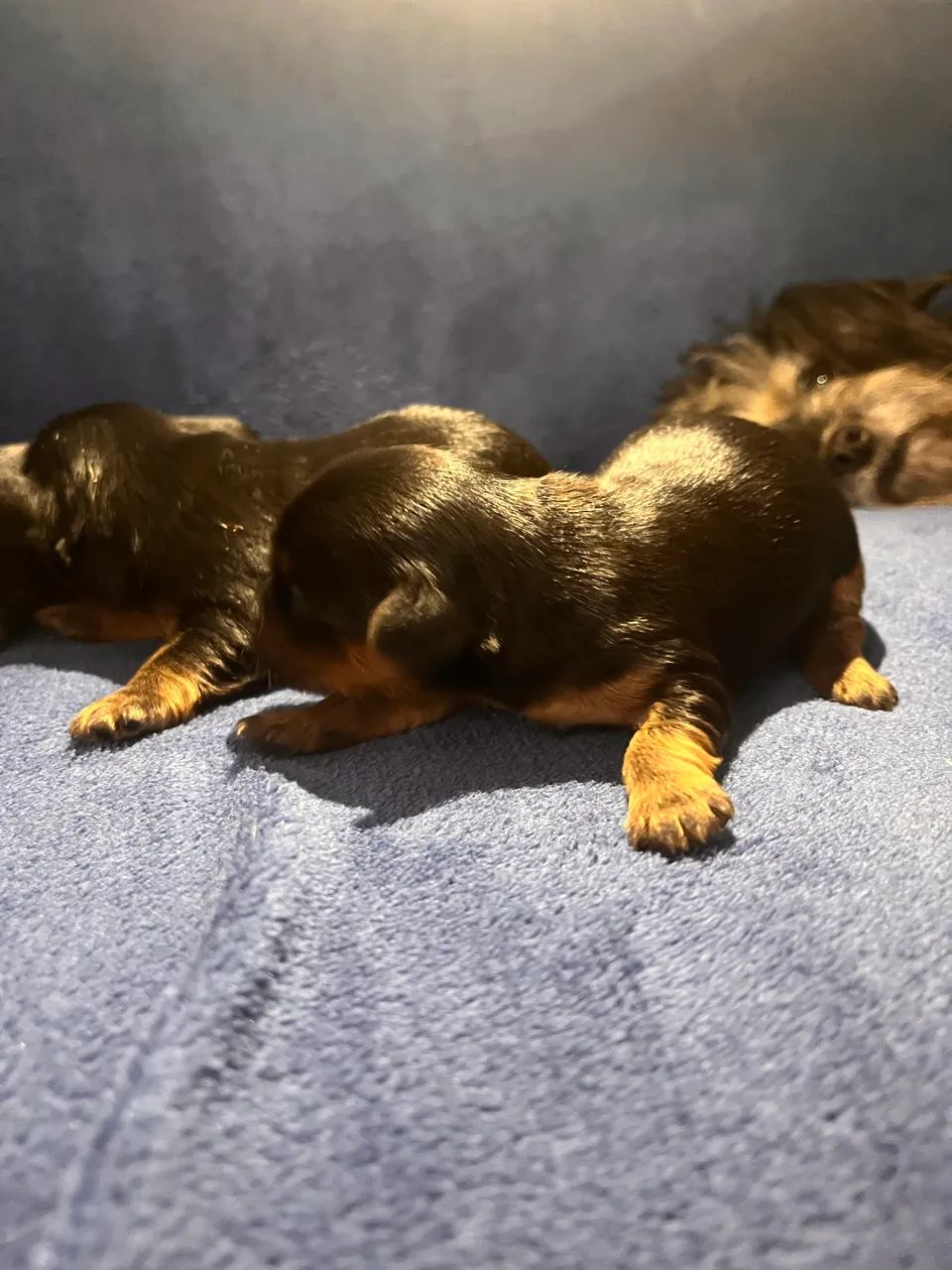 Cachorro yorkschire - Foto 2