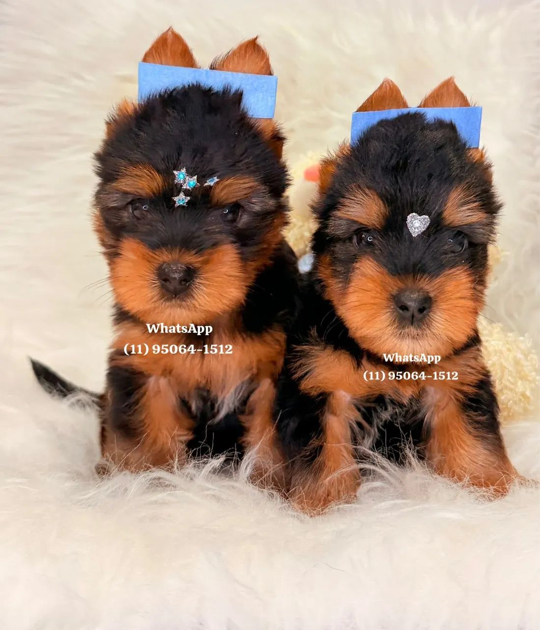 Belos meninos de Yorkshire Terrier á pronta entrega  - Foto 3