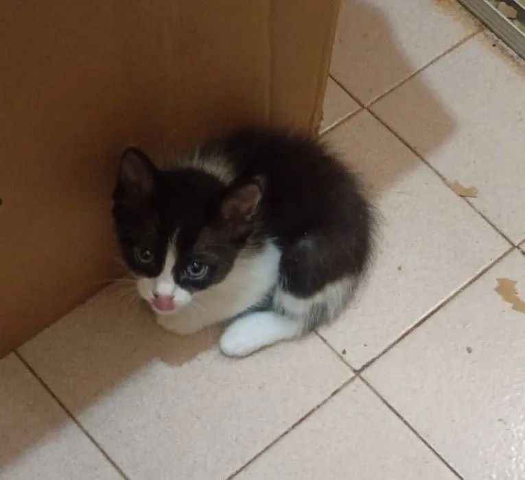 Gatinhos machos, só  restam 2 (ler descrição) - Foto 6