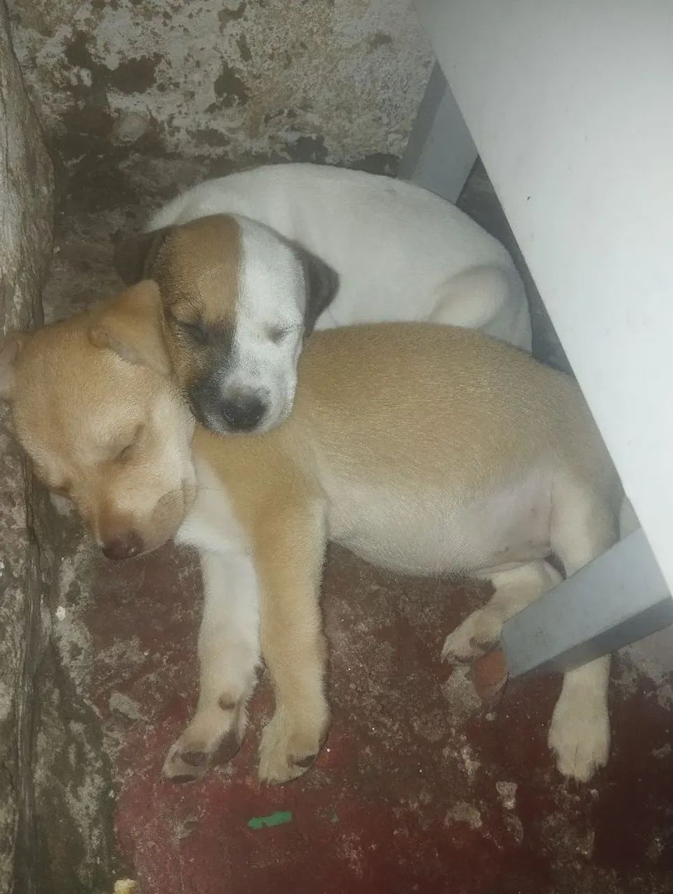 Cachorras - Foto 2