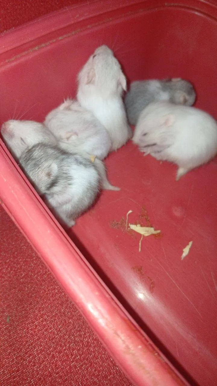 Filhotes de hamster 
