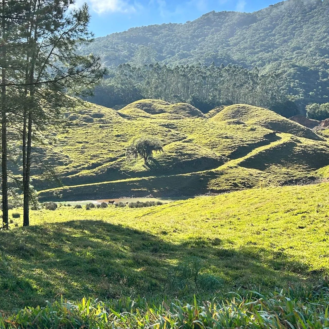 Chácara com 137 hectares - São Bonifácio - Foto 3