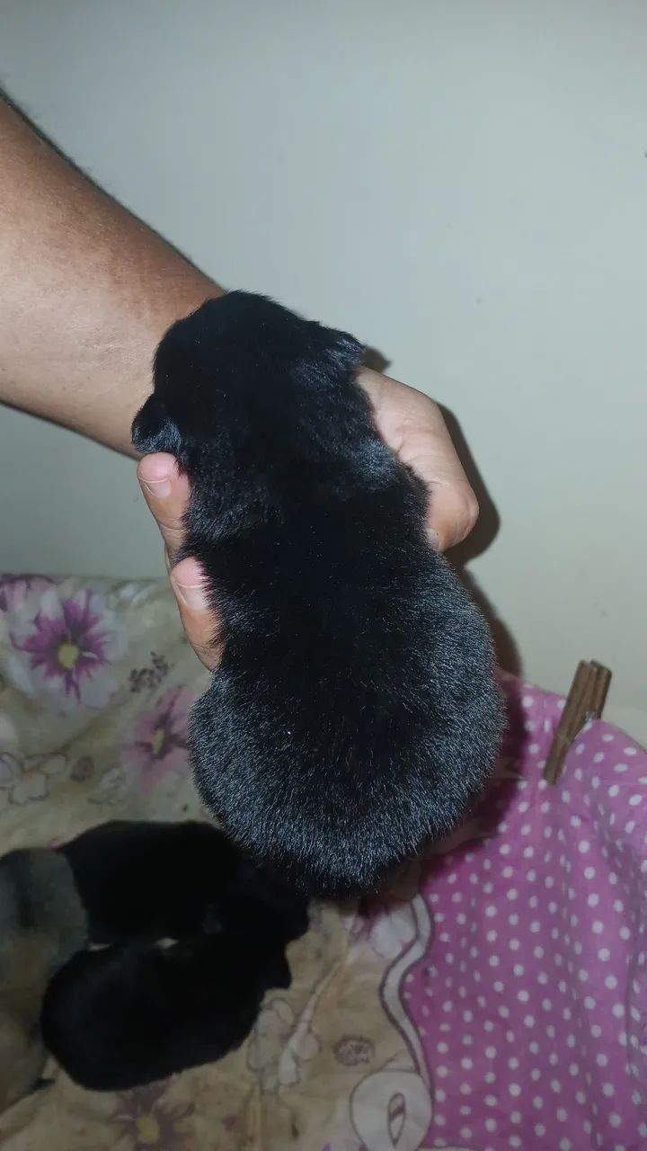Spitz Alemão anã - Foto 4