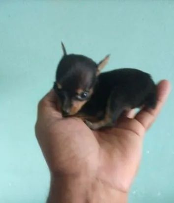 Pinscher 0 disponível  - Foto 3