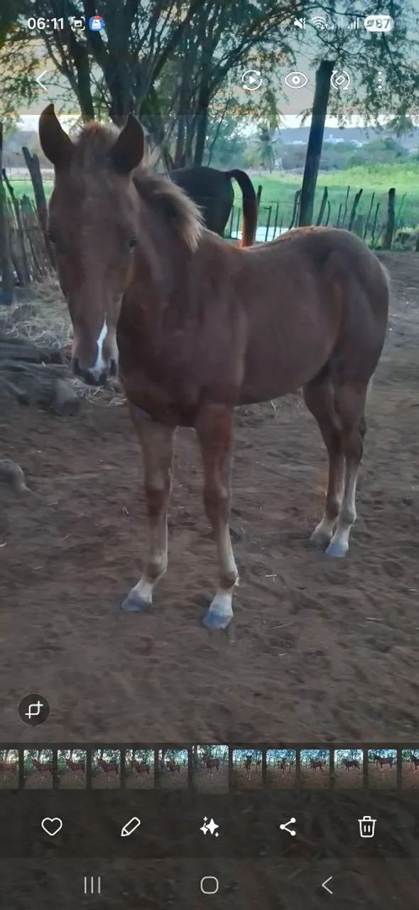 Potro 3/4 - Foto 5