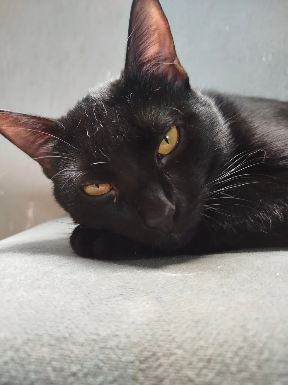 Gatos para adoção  - Foto 5