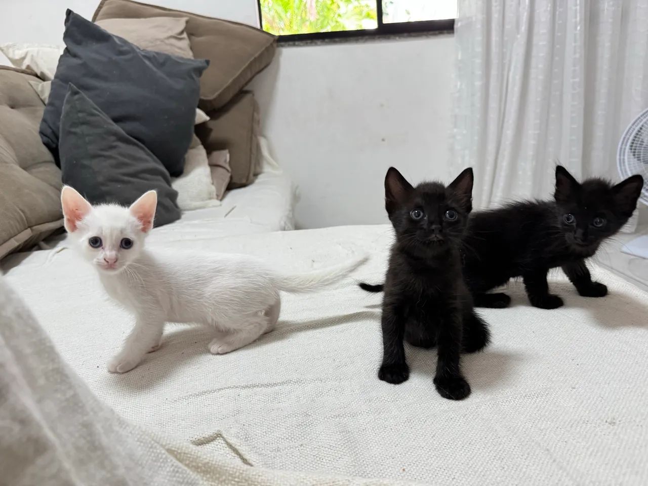 Gatinhos Filhotes para ADOÇÃO - Foto 2