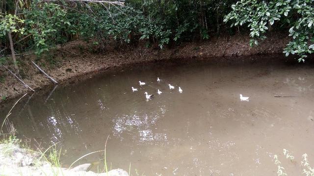 Chácara Estrada Velha da Guia Beira Rio Cuiaba - Foto 7