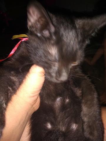 Gatinhos
