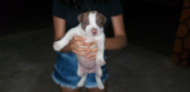 Filhote de pitbull - Foto 3