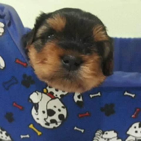 Lindos filhotes de yorkshire terrier zap *33ai