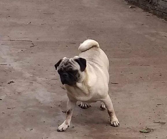 Pug fêmea - Foto 2