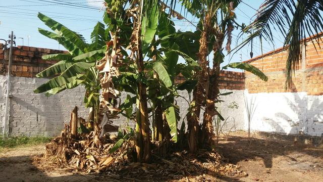 Vende-se ótimo sítio - Foto 6