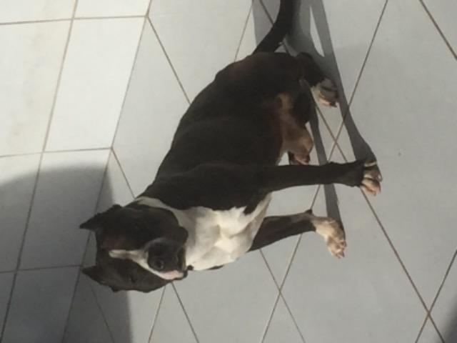 Cachorro com pedigree disponível para cruzar.american staffordshire - Foto 4