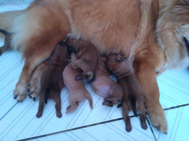 Vendo filhote chow chow raça pura - Foto 2