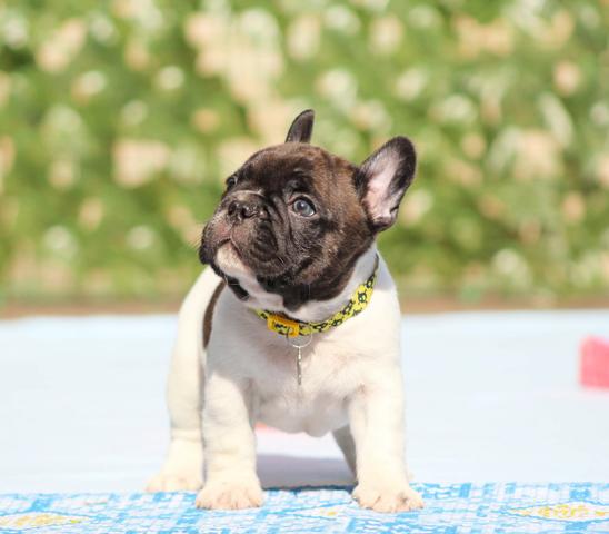Bulldog Francês Machos Castrados - Foto 5
