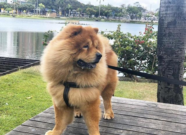 Vendo filhote de chow chow - Foto 5