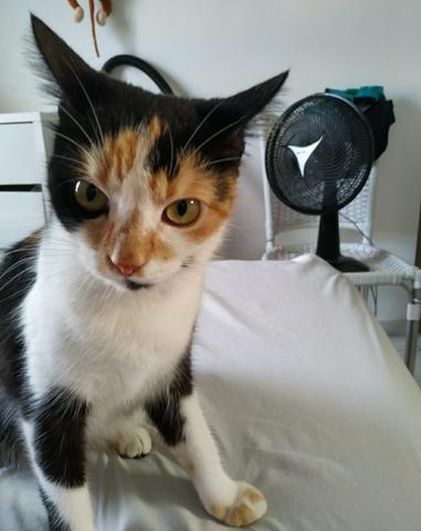 Gata Effy - Foto 3