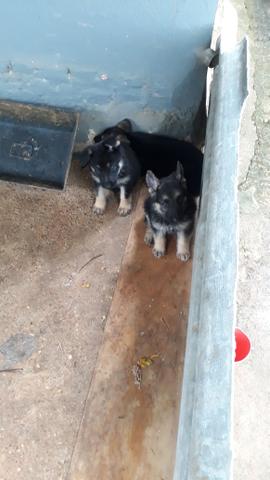 Vendo cachorros top demais