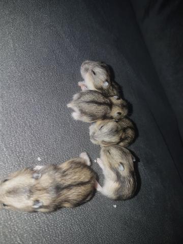 Vendo Hamsters - Foto 2