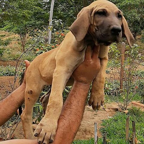 Fila brasileiro bruto - Foto 2