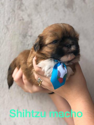 Variedades de shihtzu machos para você