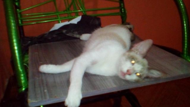 Gatinha p/ adoção - Foto 3