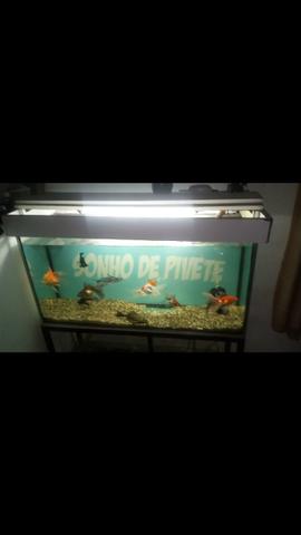 Áquario top - Foto 6