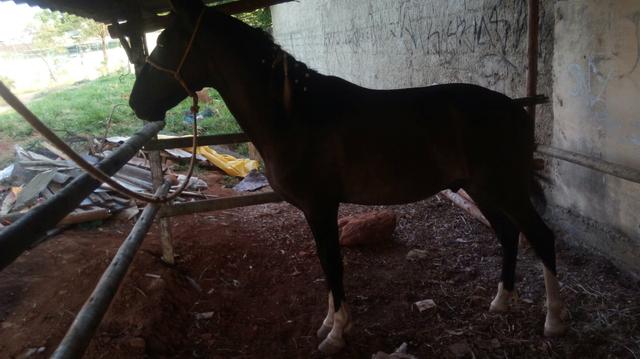 Vendo potro mm com 1ano e 8 meses - Foto 3