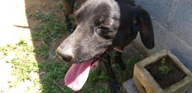 Adoção Responsável - Duque (1 ano e mestiço de labrador)