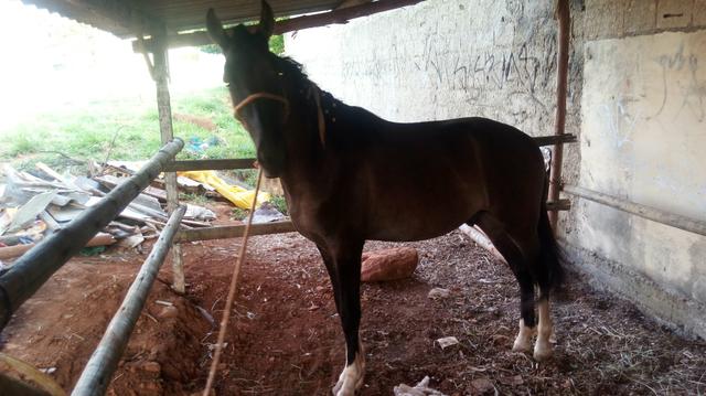 Vendo potro mm com 1ano e 8 meses - Foto 2