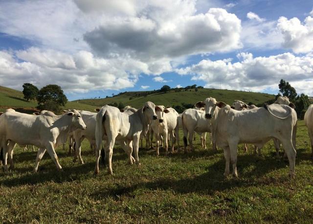 Fazenda região de Itanhaém BA - Foto 9