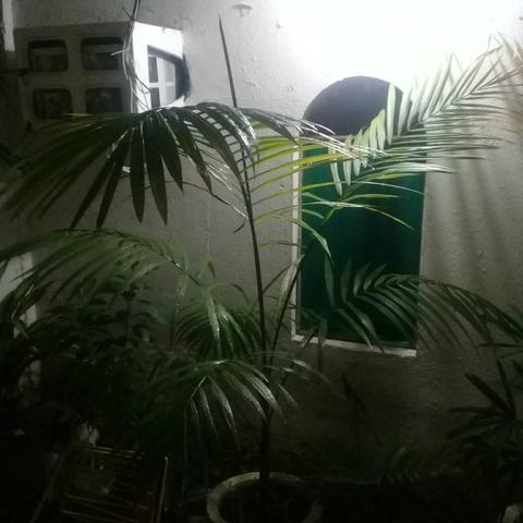 Palmeira