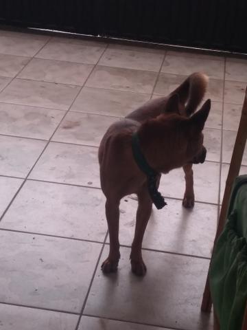 Doação cachorro chow chow com vira lata misturado