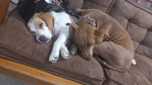 Filhotes de Beagle