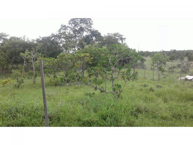 Chácara à venda em Zona rural, Cuiaba cod:21259 - Foto 7