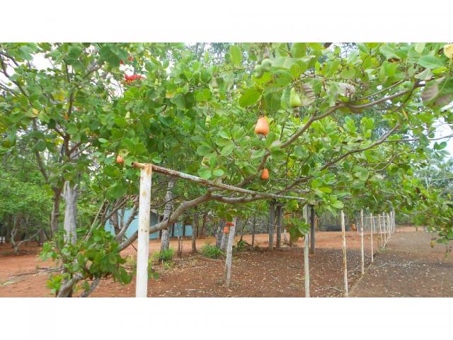 Chácara à venda em Zona rural, Chapada dos guimaraes cod:20937 - Foto 2