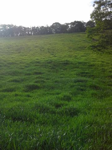 Fazenda 159,72 hectares - Leopoldina/MG; - Foto 14