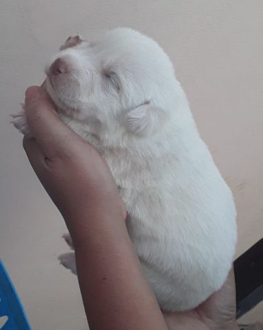 Labradores - Foto 4