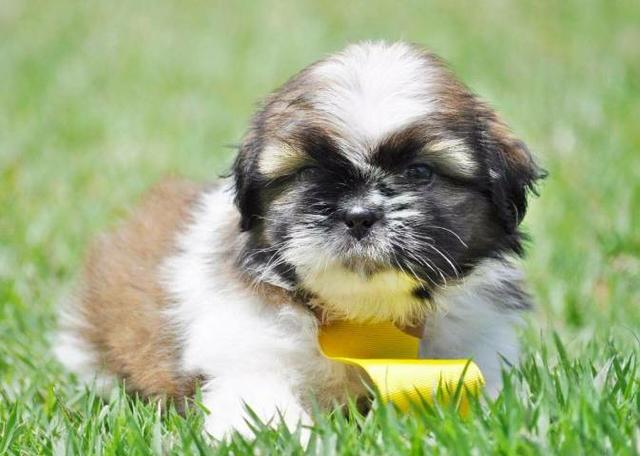 Para sua companhia filhotes saudáveis Shih Tzu - Foto 6