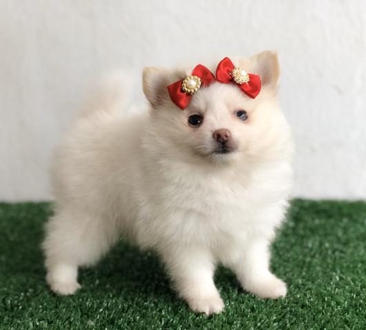 !!! Ofertas !!! Lulu da pomerania anão femeas - Foto 4