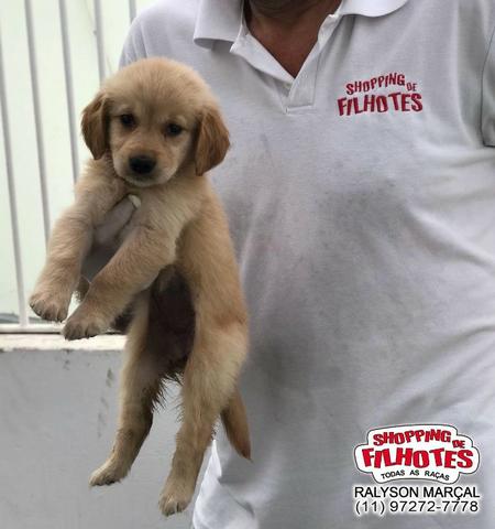 Golden Retriever Filhotes Parrudos E Saudaveis Legitimo Padrao Europeu Cachorros E Acessorios Sumarezinho Sao Paulo 721115405 Olx