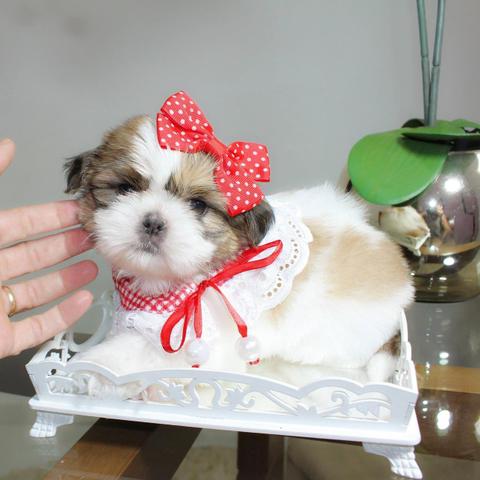 Lindas fêmeas minis é micros promoção - Foto 2