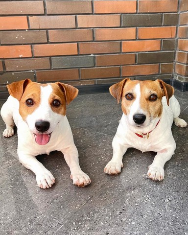 Jack Russel   lindos filhotes disponível a pronta entrega e encomenda fêmea e macho!!!!