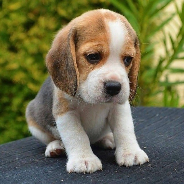 Beagle lindos filhotes disponível a pronta entrega